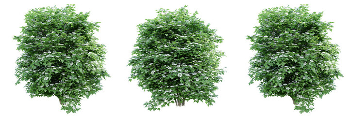 Viburnum opulus blossoming isolate transparent background.3d rendering PNG