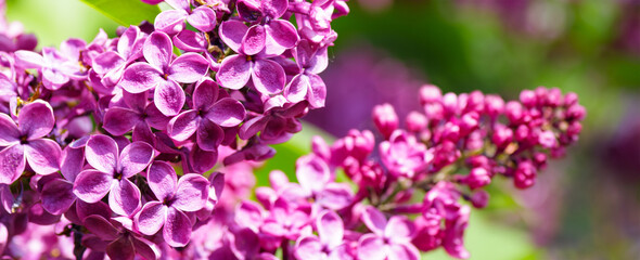 Purple lilac flowers on the bush. Beautiful Syringa flowers, selective focus.