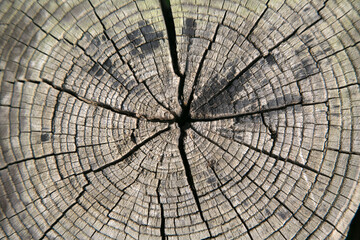 Fototapeta premium wood and decorative wooden products