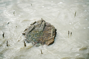 The mudskippers