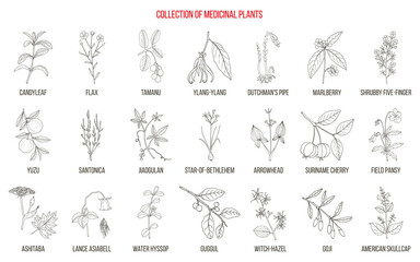 Collection of edible and medicinal plants - obrazy, fototapety, plakaty