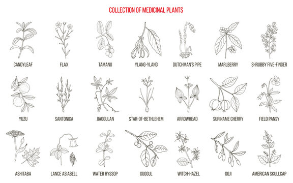 Collection of edible and medicinal plants