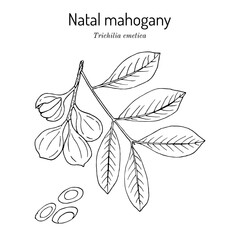 Natal mahogany (Trichilia emetica), medicinal plant