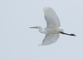 Fototapeta na wymiar Great egret, Ardea alba. A bird flies against the sky