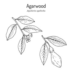 Agarwood (aquilaria agallocha), medicinal plant
