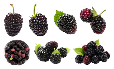 Blackberry Blackberries bramble fruit, many angles and view side top front heap pile bunch isolated on transparent background cutout, PNG file. Mockup template for artwork graphic design - obrazy, fototapety, plakaty