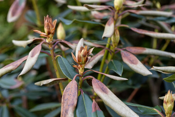 Rhododendron's leaves damaged by the disease in the spring garden 