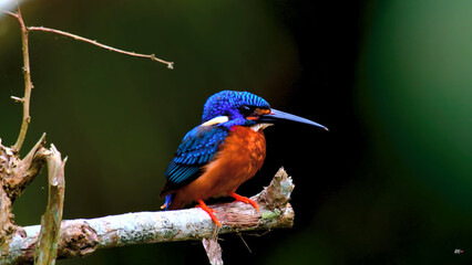 kingfisher on branch