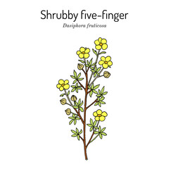 Shrubby five-finger (Dasiphora fruticosa), medicinal plant
