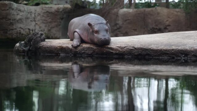 A small hippopotamus lies on a stone and rests.