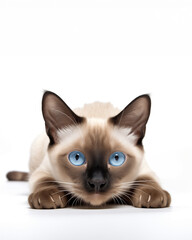 Siamese kitten with blue eyes crouching on white background