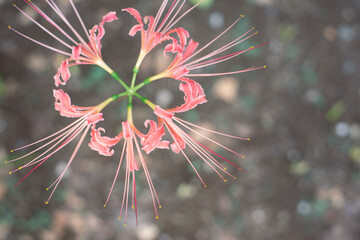 ピンクのヒガンバナ