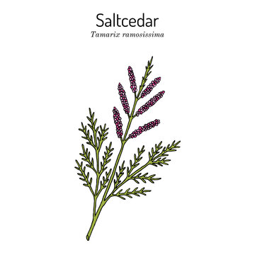Saltcedar (Tamarix ramosissima), medicinal plant
