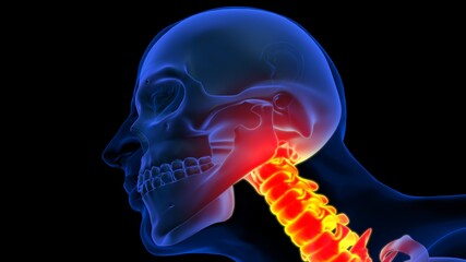 Human skeleton neck or cervical pain anatomy for medical concept 3D illustration