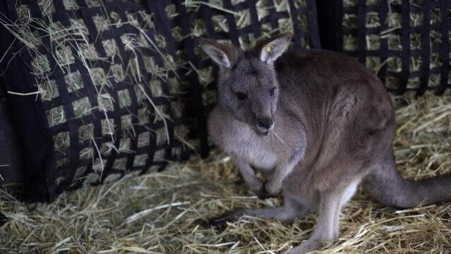 Kangaroo in the zoo. Kangaroo eats hay.