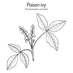 Poison ivy (Toxicodendron orientale), medicinal plant