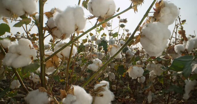 Cotton field. Beautiful cotton bushes ready for harvesting, swaying in the wind, a plantation of a cotton field against the background of the sun. Close-up. video in 4k format