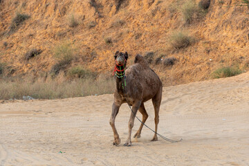 Puskar Festival at Rajasthan India. Camel silout pictures