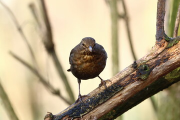 closeup of a blackbird