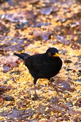 closeup of a blackbird