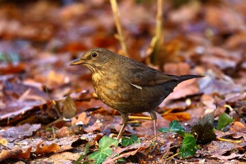 closeup of a blackbird