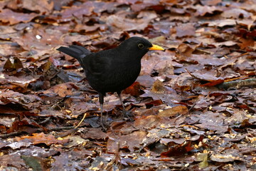 closeup of a blackbird
