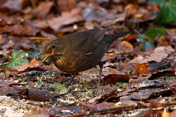 closeup of a blackbird