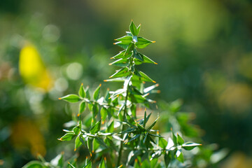 Valeriana dioscoridis in the botanical garden. Valerian (Valeriana officinalis, Caprifoliaceae) is a perennial flowering plant native to Europe and Asia.