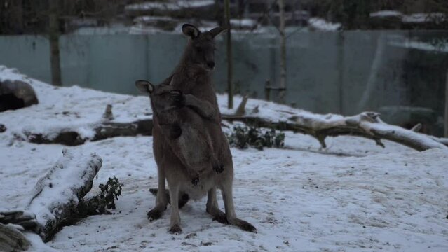 Two kangaroos are playing with each other.