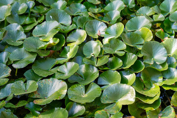 Water lily leaves in the botanical garden. Nelumbo is a genus of aquatic plants with large, showy flowers.