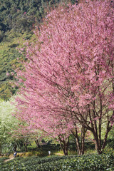 travel in nature concept with pink cherry blossom tree and clear sky in springtime season