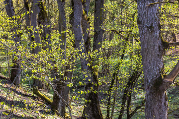 Lush green leaf in springtime