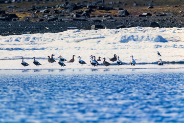 Flock with eider birds at the waters edge