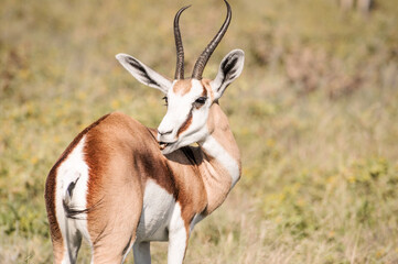 wild springboks grazing in Etosha National Park