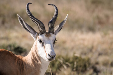 wild springboks grazing in Etosha National Park