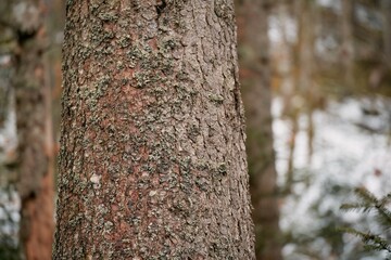 A close-up of the textured tree bark with patches of moss reveals the beauty of nature in the alpine forest.
