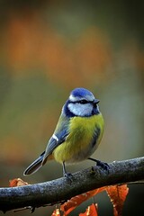 closeup of a blue tit
