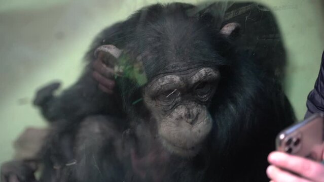Chimpanzees are filmed with a phone. Chimpanzees are shown a video.