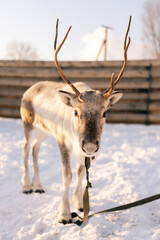 Vertical front view shot of cute little reindeer pasturing in snowy deer farm on winter frozen sunny day. Horned deer standing looking at camera, no people. Concept of tourist attraction. © dikushin