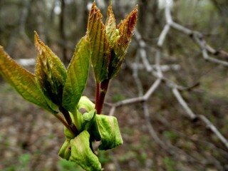 Fototapeta premium Leafs emerging from a burgeon.