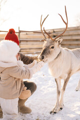 Vertical portrait of family of father and little child daughter outdoors feeding cute young reindeer on snowy farm on sunny winter day. Concept of ecotourism at wintertime. © dikushin