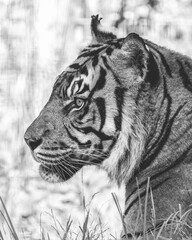 Sumatran Tiger Portrait in Black and White