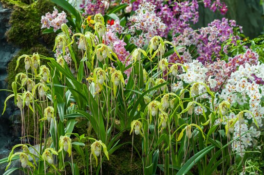 Phragmipedium orchids cover the hillside, while blurred pink and white orchids create a beautiful background. A captivating display of vibrant and blooming orchids unfolds in this stunning photo.