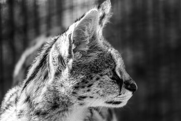 African Serval in black and white