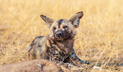 African wild dog (Lycaon pictus) lying in tall savanna grass and looking towards the camera
