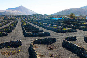 Young grape vine on black volcanic soil in the vineyards of La Geria aginast cloudless blue sky....