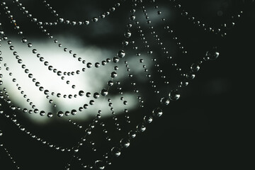 Spiderweb with droplets