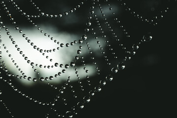 Fototapeta premium Spiderweb with droplets