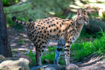 African Serval