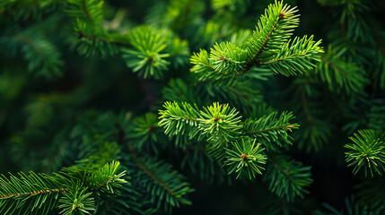 bright green pine needles set against dark, shadowy background